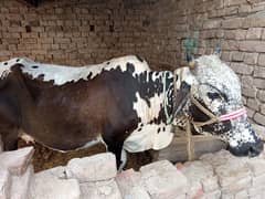 cow