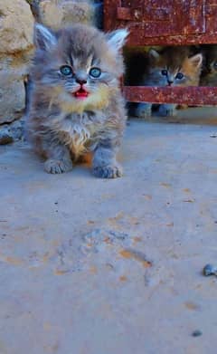 Persian