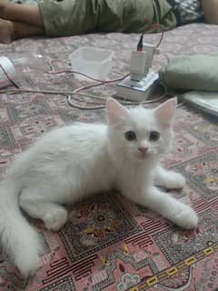 white kitten for sale