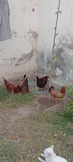 3 Desi hain or 2 Misri