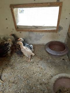 Bantam