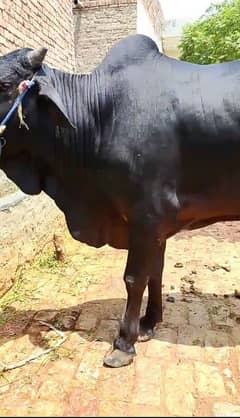 Bull for sale. Bull for Qurbani, WhtsApp 0/3/0/1/0/1/1/3/4/5/4