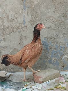 aseel