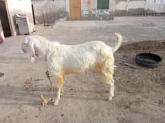 Qurbani Bakra