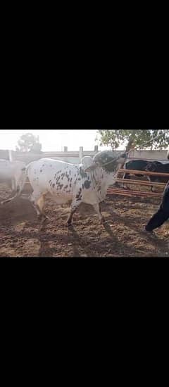 white beauty for sale