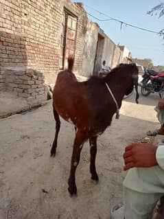 Bakra