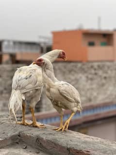 White Hera pair urgent for Sal ha