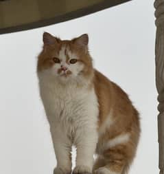 Male