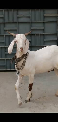 Qurbani