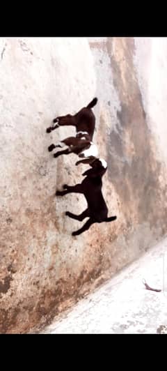 Goats baby
