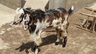 goats