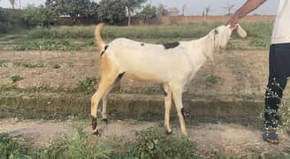 bakra for qurbani