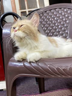 Persian cat
