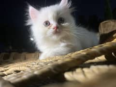 Persian