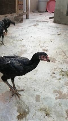 Shamo Chicks