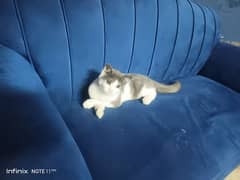 cat kitten triple Cote