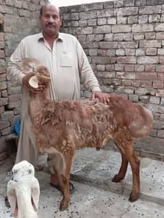 14months age pakka kheera
