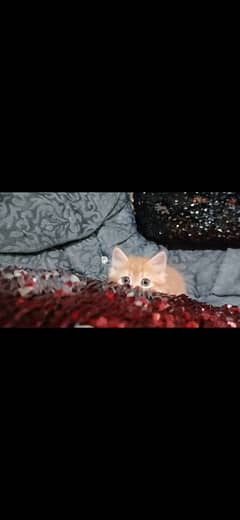 punch face kittens