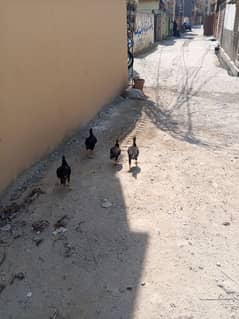 4 chicks ha aseel mianwali nasal ka