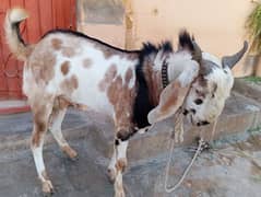Khassi bakra