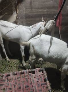 gurbani k healthy bakra 2 dant 03112266847. . . . . . 03022088834
