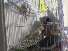 Birds for sale
