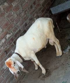 best for qurbani male for sell available