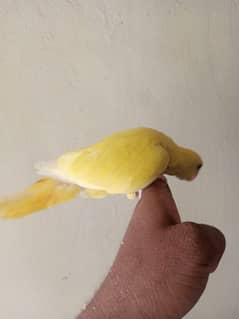 yellow