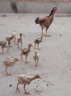 top quality aseel chicks pure peely birds 10 total