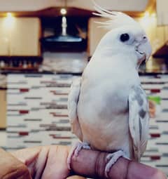 Hand tame cocktail