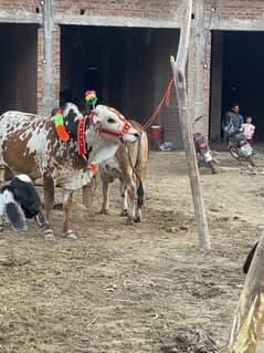 Bull