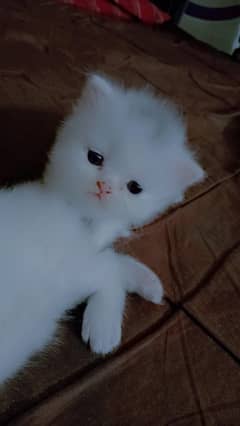 3rple coat Persian kittens extreme punch face