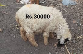 chatra/goat