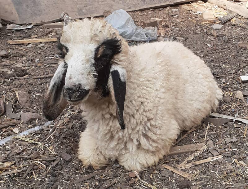 chatra/goat - Sheep - 1101909548