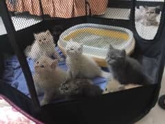 pure Persian kittens.