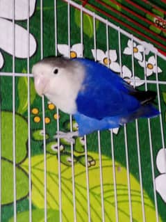 Love bird pair one of the blue series and one of the (lutino) red eyes