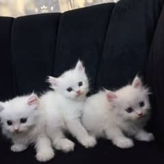 Fluffy Blue-Eyed White Kittens for Sale – Super Cute & Playful!
