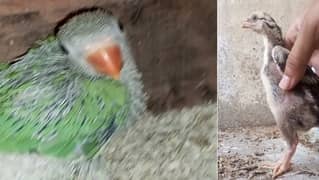 Tame birds