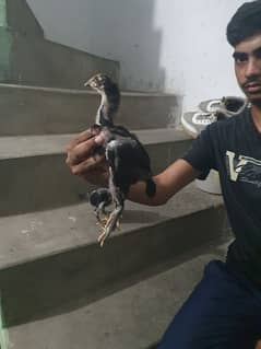 45 days age pure Thai full active chick's only for serious buyers