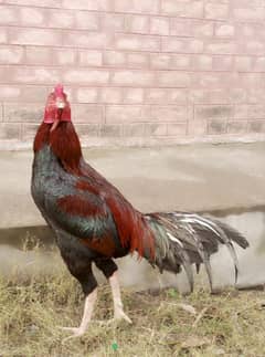 Aseel mianwali murga pair and 2 Asel hen and 1  hen my num 03004099642