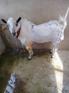Bakra|Tedda Breeder|Breader Bakri|
