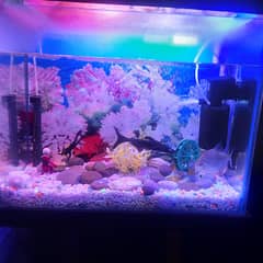 Fish aquarium available