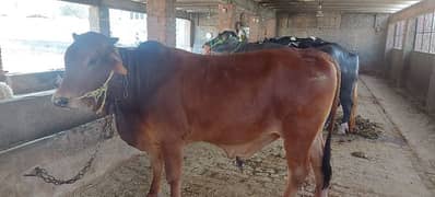 Bull For qurbani
