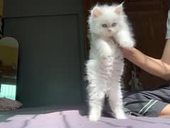 Persian