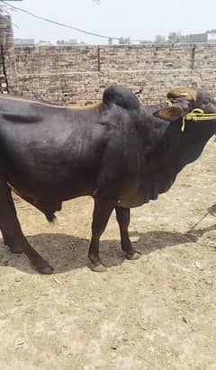 Wacha for sale gosht 165 kg+ moon sy 2 daaant