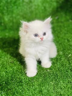 Snow White Persian female kitten for sale