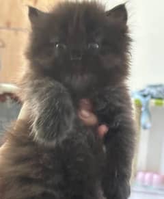 Persian