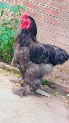 Blue Barhama Male for Sale / Brahma