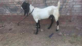 bakra