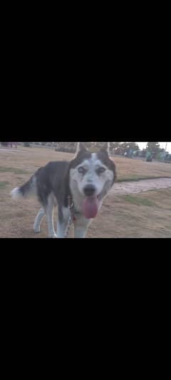 huski dog